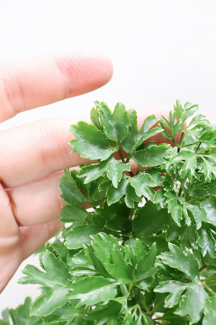 【ポリシャス ロベル】これがラスト1鉢！ナチュラルな色温度のPOT。温暖な鹿児島県でじっくりと育てられました！細やかな葉っぱとゴリゴリの幹が素敵！