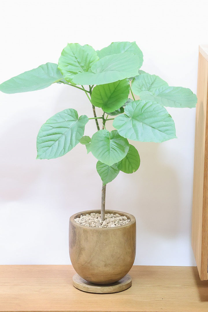 【ウンベラータ】人気の木製POT！スタンダードな樹形なのでインテリアにも大活躍間違いなしです！