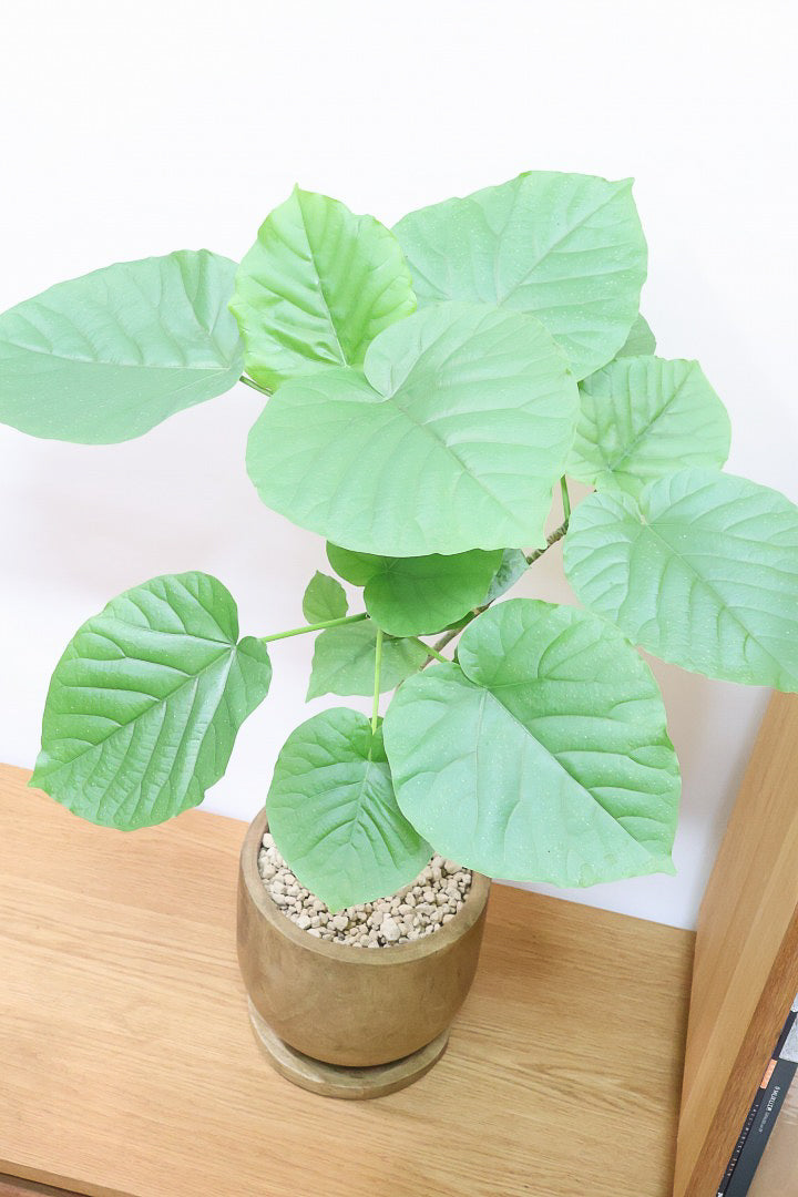 【ウンベラータ】人気の木製POT！スタンダードな樹形なのでインテリアにも大活躍間違いなしです！