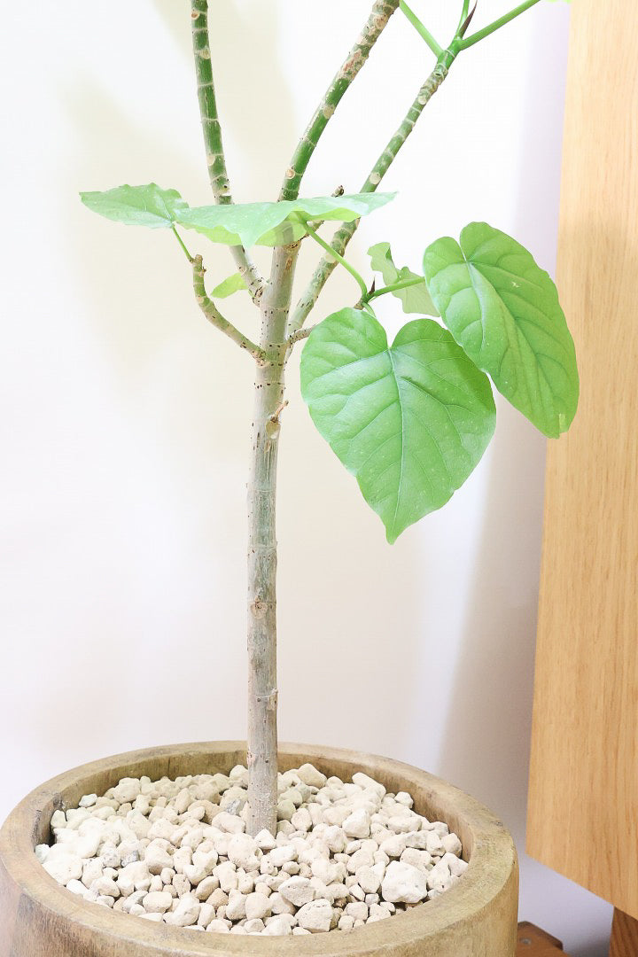 【ウンベラータ】人気の木製POT！スタンダードな樹形なのでインテリアにも大活躍間違いなしです！
