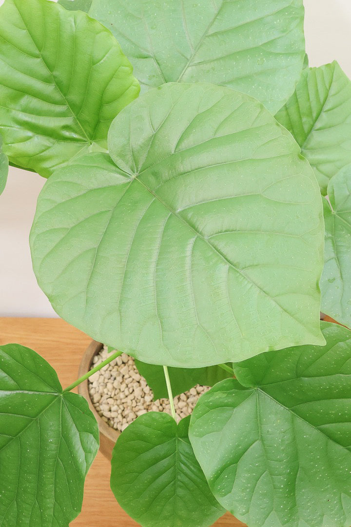 【ウンベラータ】人気の木製POT！スタンダードな樹形なのでインテリアにも大活躍間違いなしです！