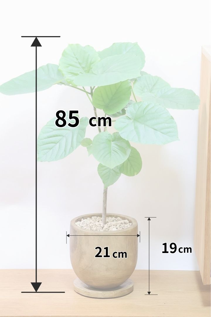 【ウンベラータ】人気の木製POT！スタンダードな樹形なのでインテリアにも大活躍間違いなしです！
