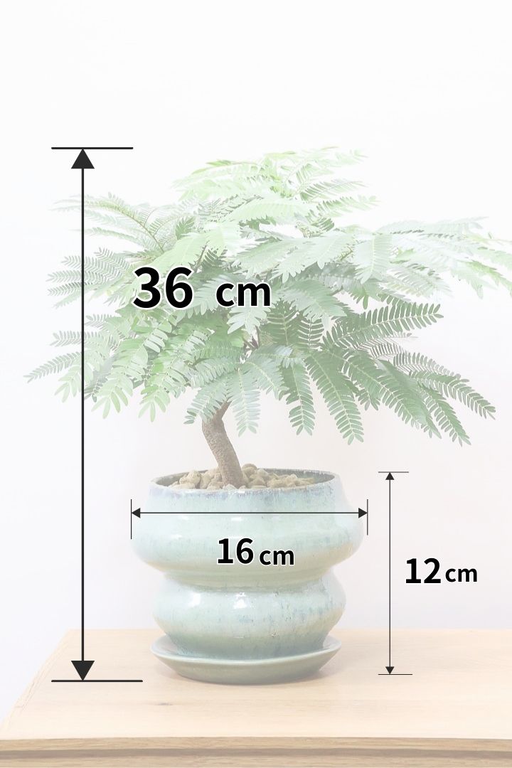 エバーフレッシュGR60134| 観葉植物の通信販売 | APEGO(アペーゴ)