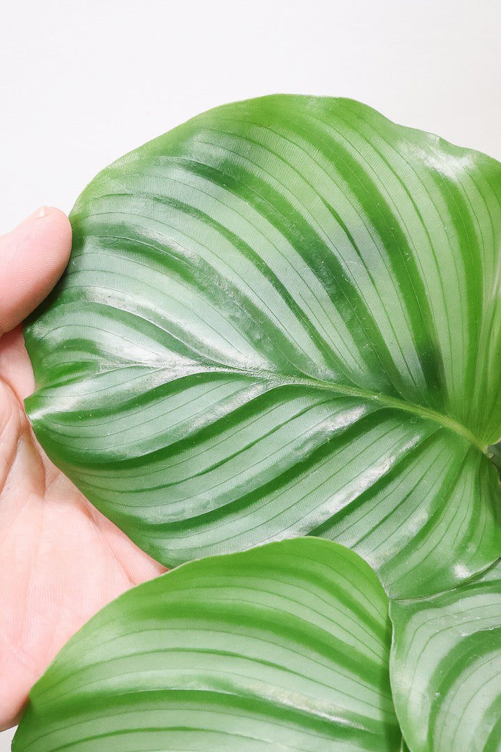 【カラテア オービフォリア】APEGOでもダントツNO.1の人気のカラテア！葉の模様が美しい！人気のミニサイズ