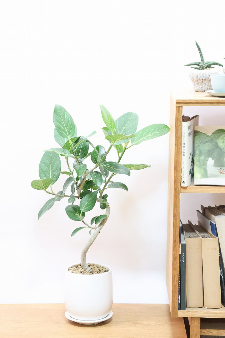 観葉植物 ベンガレンシスW60147| 観葉植物の通信販売 | APEGO(アペーゴ)
