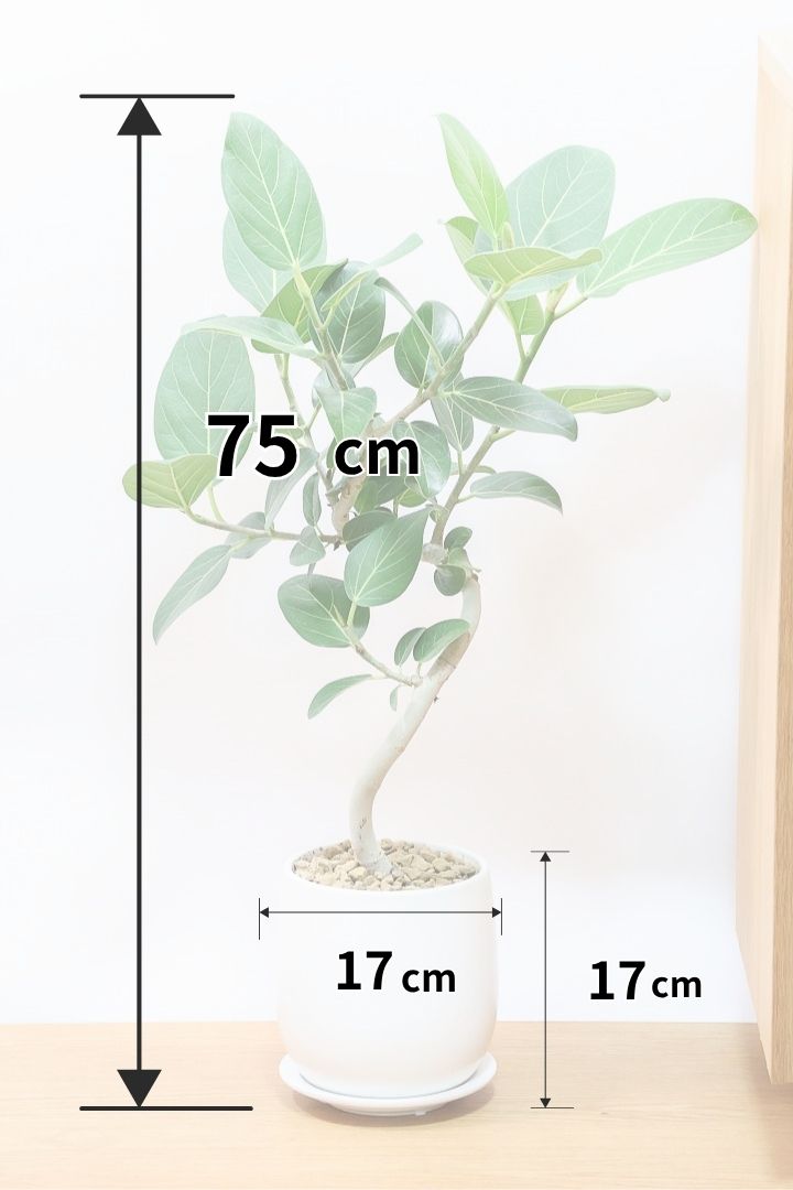 植物好き♪ 多肉レア品種✨️入荷しました 黒爪ザラゴーサhyb アガボイデス