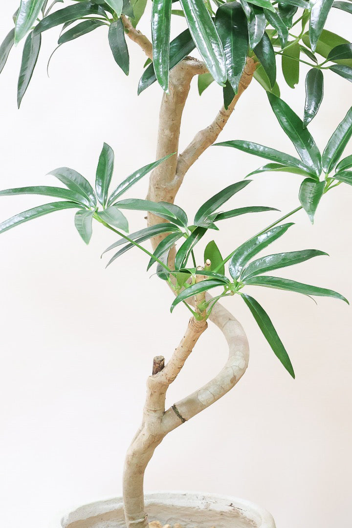 シェフレラ アンガスティフォリアIV60149| 観葉植物の通信販売