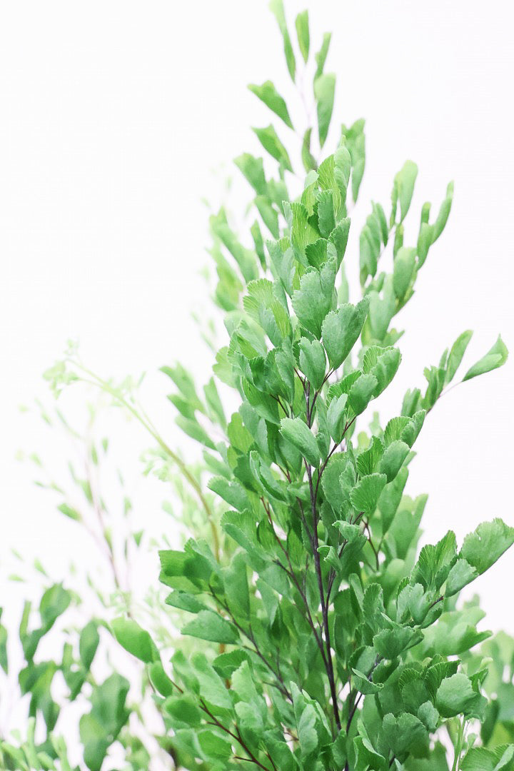 【アジアンタム リサ】ふわふわした雰囲気がとってもかわいい観葉植物! 今だけ入荷の限定商品！