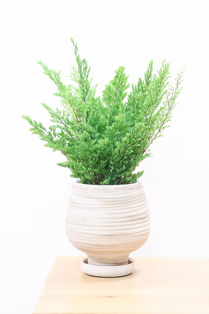 【アジアンタム リサ】ふわふわした雰囲気がとってもかわいい観葉植物! 今だけ入荷の限定商品！
