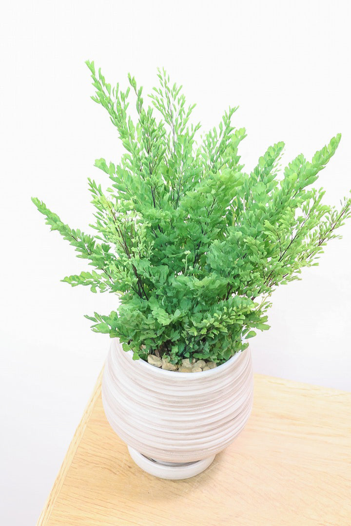 【アジアンタム リサ】ふわふわした雰囲気がとってもかわいい観葉植物! 今だけ入荷の限定商品！