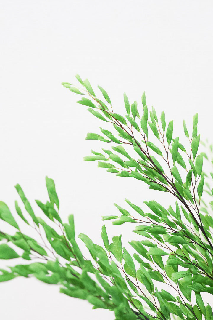 【アジアンタム リサ】ふわふわした雰囲気がとってもかわいい観葉植物! 今だけ入荷の限定商品！