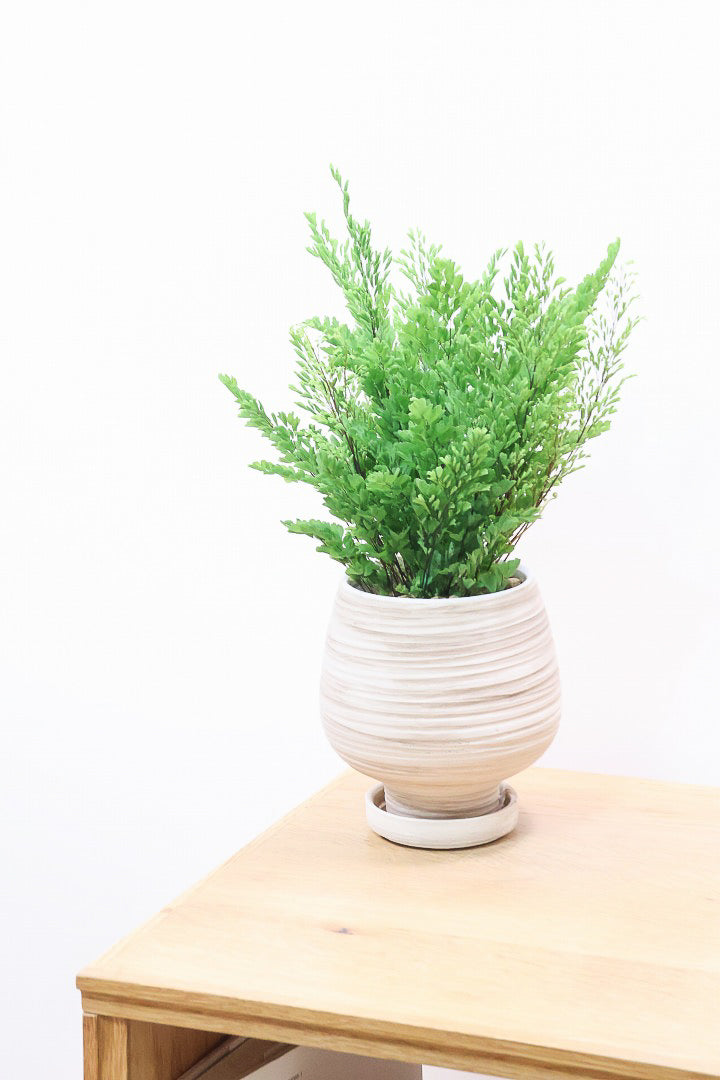 【アジアンタム リサ】ふわふわした雰囲気がとってもかわいい観葉植物! 今だけ入荷の限定商品！