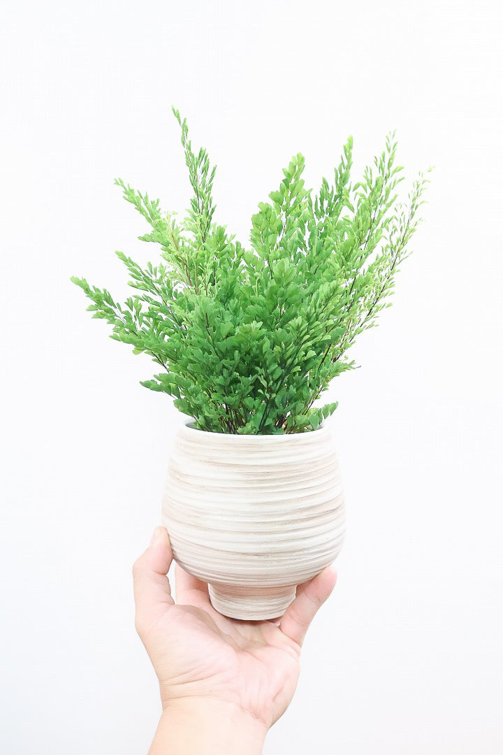 【アジアンタム リサ】ふわふわした雰囲気がとってもかわいい観葉植物! 今だけ入荷の限定商品！