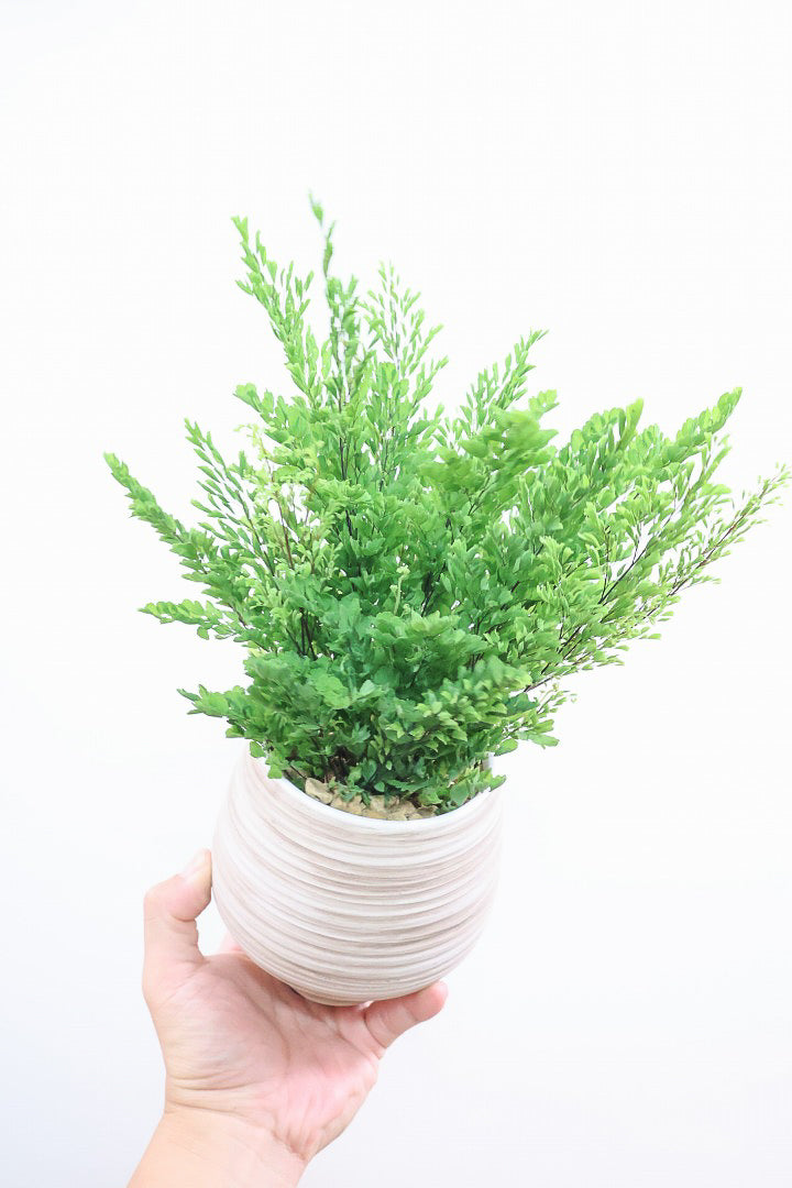 【アジアンタム リサ】ふわふわした雰囲気がとってもかわいい観葉植物! 今だけ入荷の限定商品！