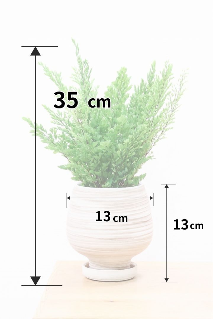【アジアンタム リサ】ふわふわした雰囲気がとってもかわいい観葉植物! 今だけ入荷の限定商品！