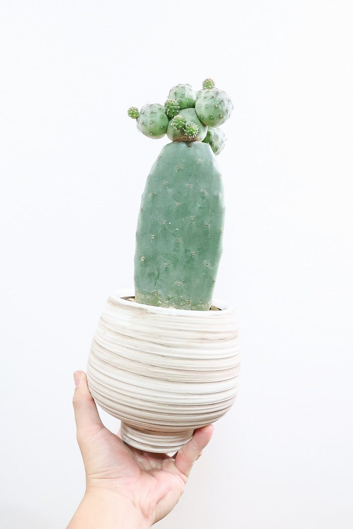 サボテン　テフロカクタス　ゲオメトリクス テフロカクタス ゲオメトリクス/盆栽、多肉植物、塊根植物、観葉