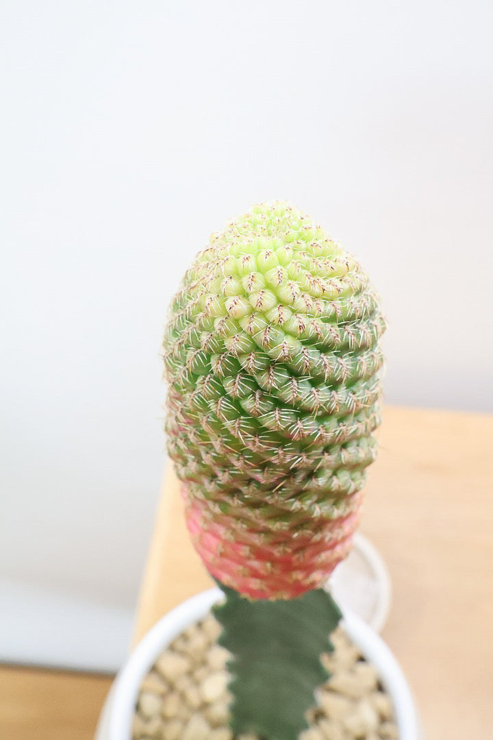 スルコレブチア ラウシーWIV60156| 観葉植物の通信販売 | APEGO