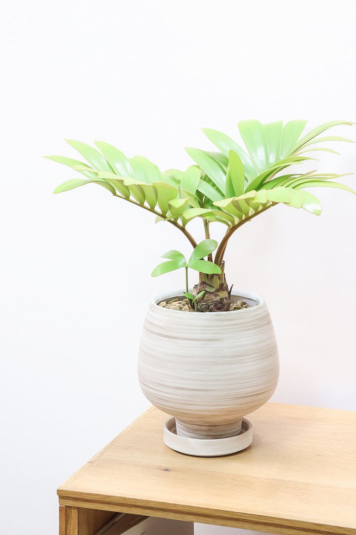 ザミア フルフラケアWIV60159| 観葉植物の通信販売 | APEGO