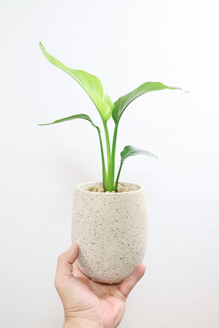 【オーガスタ】このかわいいサイズはAPEGOでも初入荷！ミニサイズなのにバランスが良いのでおススメですよ！