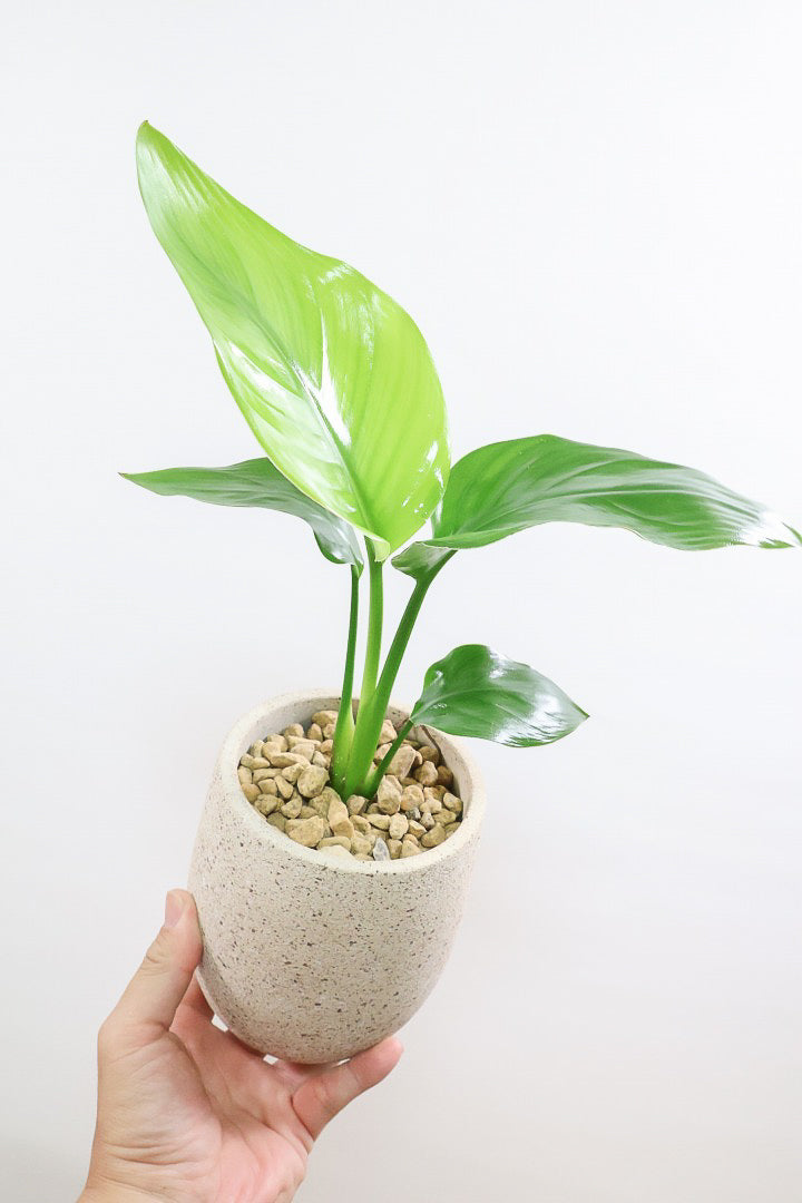 【オーガスタ】このかわいいサイズはAPEGOでも初入荷！ミニサイズなのにバランスが良いのでおススメですよ！