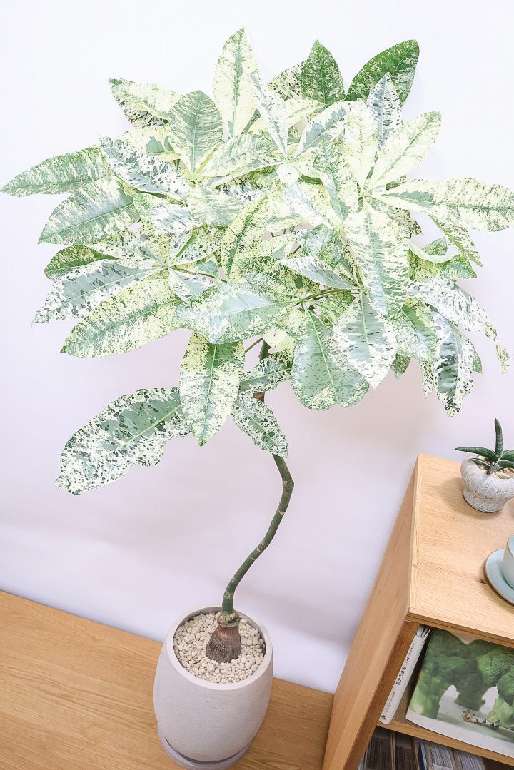 パキラ ミルキーウェイGIV60170| 観葉植物の通信販売 | APEGO