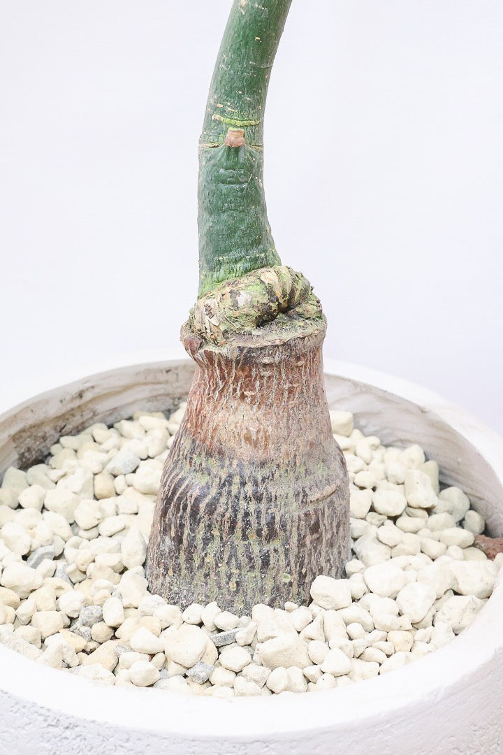 パキラ ミルキーウェイGIV60170| 観葉植物の通信販売 | APEGO