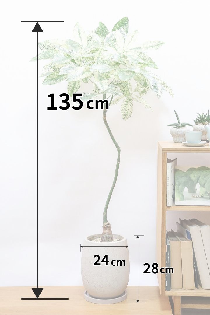 【パキラ ミルキーウェイ】今回はBIGサイズ！この樹形はもう二度と入荷しないかもしれません。とにかく素晴らしい！