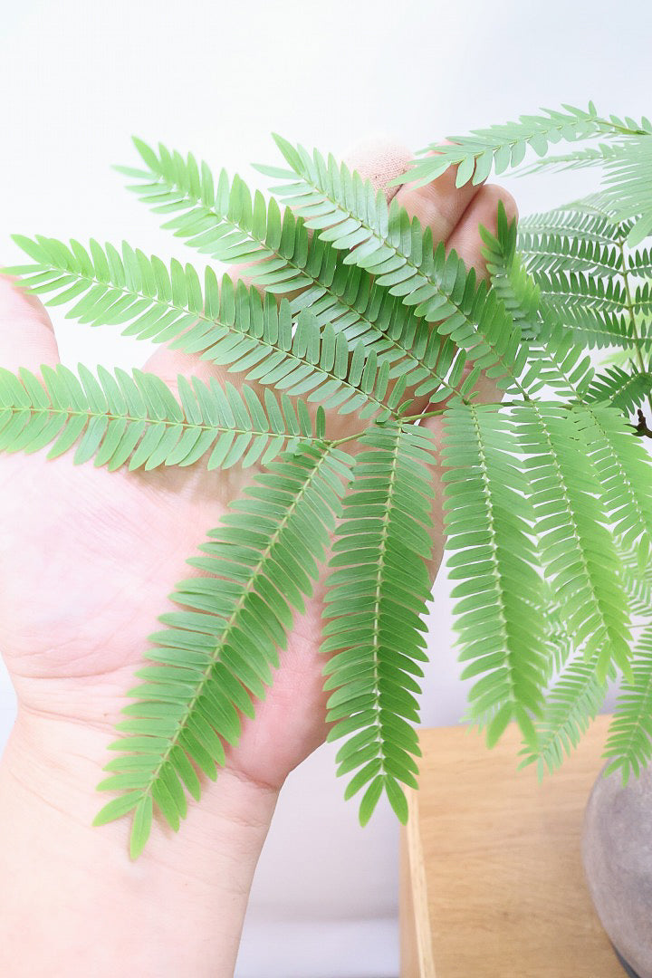 エバーフレッシュGL60174| 観葉植物の通信販売 | APEGO(アペーゴ)