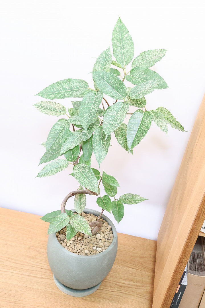 フィカス スノーストームGR60177| 観葉植物の通信販売 | APEGO