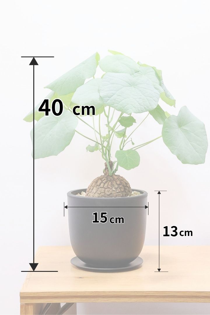 【極美/塊根植物】ステファニア スベローサ B ステファニア スベローサ | mana's green:塊根植物販売|マナズ