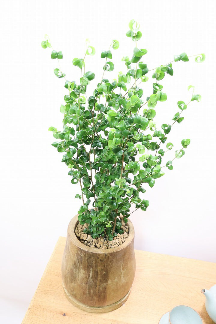 ☆ ベンジャミン バロック♪ 132cm♪ ☆ ベンジャミン バロック♪ 132cm♪