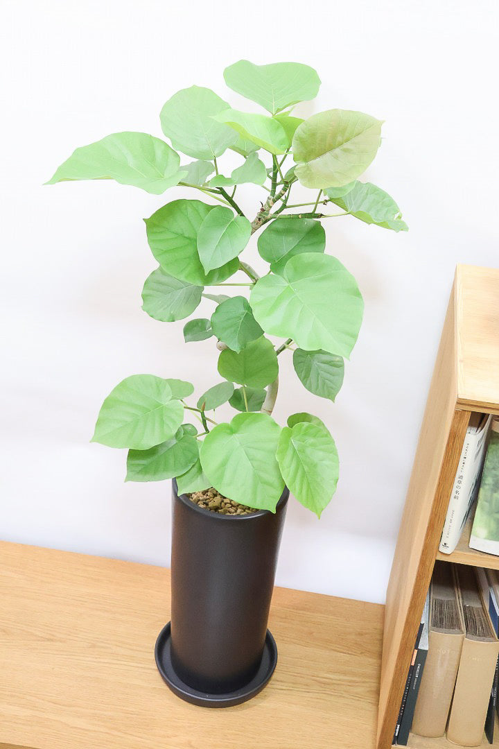 ウンベラータK60193| 観葉植物の通信販売 | APEGO(アペーゴ)