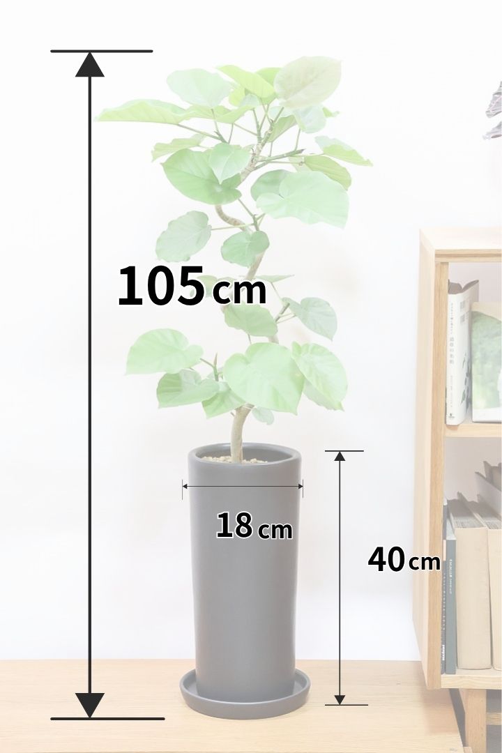 ウンベラータK60193| 観葉植物の通信販売 | APEGO(アペーゴ)