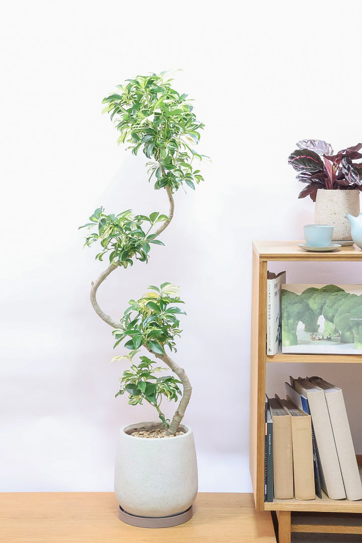 シェフレラ グランディIV60195| 観葉植物の通信販売 | APEGO
