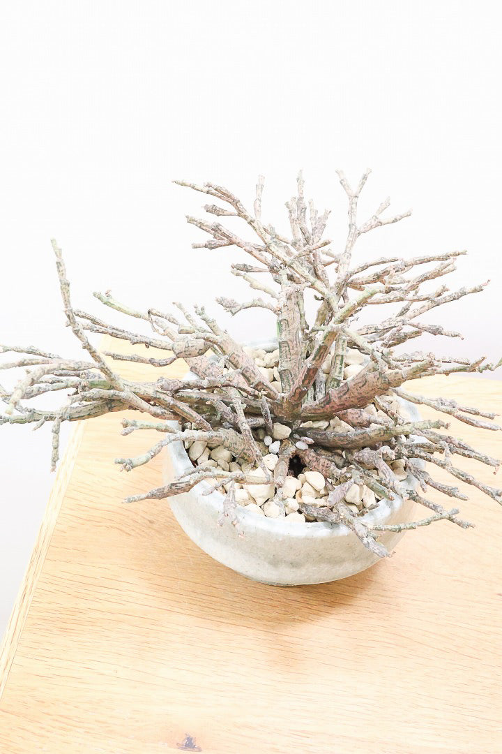 【ユーフォルビア プラティクラーダ】通称ゾンビプランツ！個性的なフォルムの多肉植物！今回はミニサイズでの入荷です！