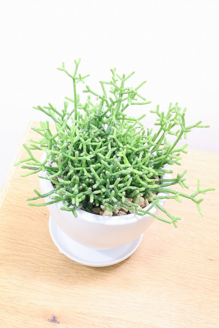 【リプサリス ケレウスケラ】ギュッとかわいい葉っぱが詰まったフォルム！お花も咲いちゃう可愛いサボテンです！
