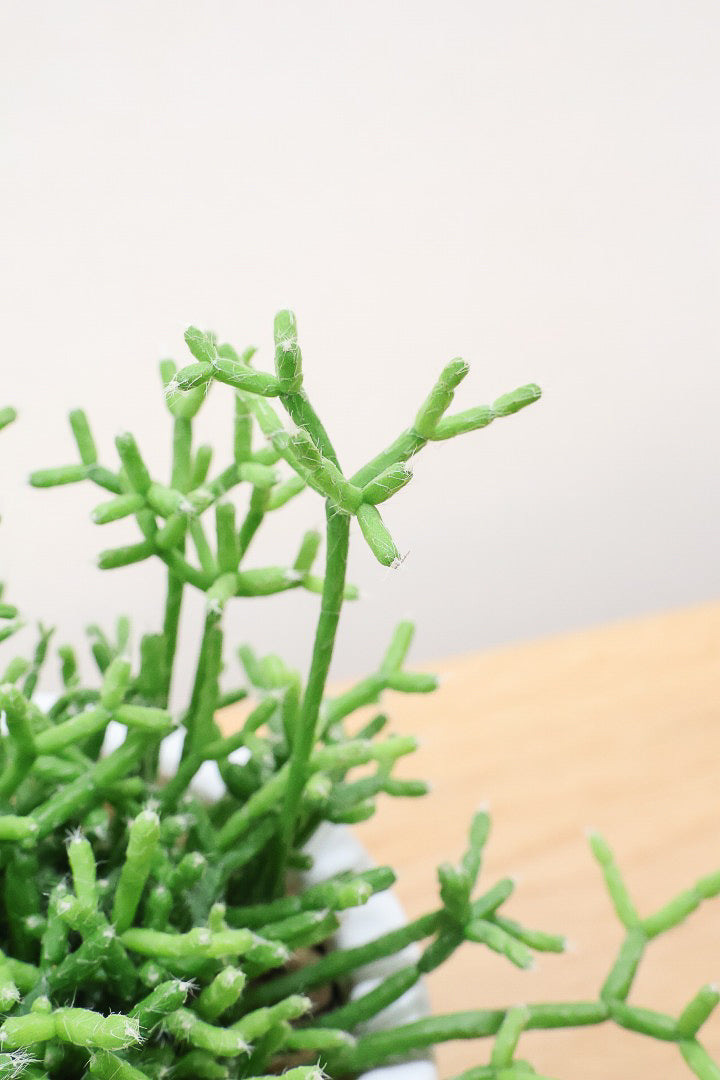 【リプサリス ケレウスケラ】ギュッとかわいい葉っぱが詰まったフォルム！お花も咲いちゃう可愛いサボテンです！