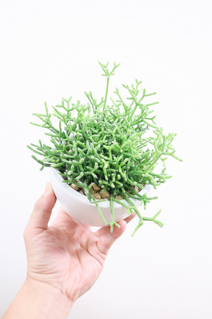 【リプサリス ケレウスケラ】ギュッとかわいい葉っぱが詰まったフォルム！お花も咲いちゃう可愛いサボテンです！