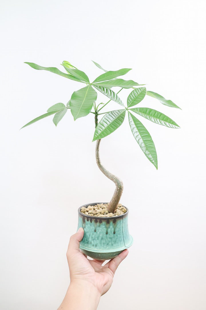【パキラ】かわいいフォルムの幹！控えめにいっても幹のカーブがかわいいと思います！