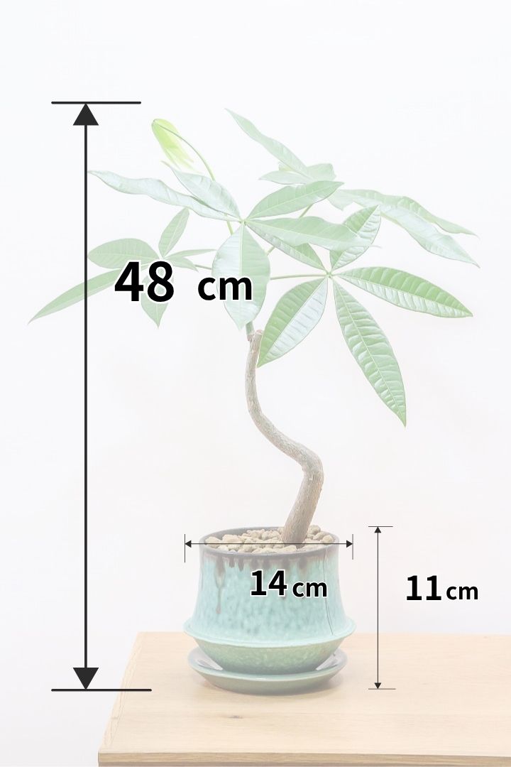パキラTB60200観葉植物の通信販売 | APEGO(アペーゴ)