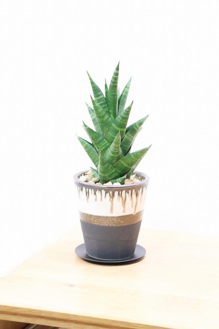 ☆【実物】 マンモスの牙 シベリア産 サンスベリア タイハイブリッドK60203| 観葉植物の通信販売
