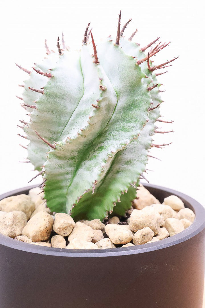 ユーフォルビア　ホリダ 多肉植物：ユーフォルビア ホリダ柱*幅4.5cm : 遊恵盆栽 Yahoo