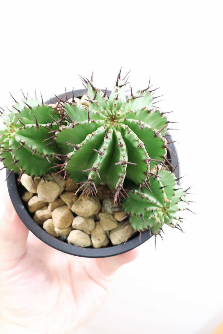 ユーフォルビア ポリゴナPP60734| 観葉植物の通信販売 | APEGO(アペーゴ)