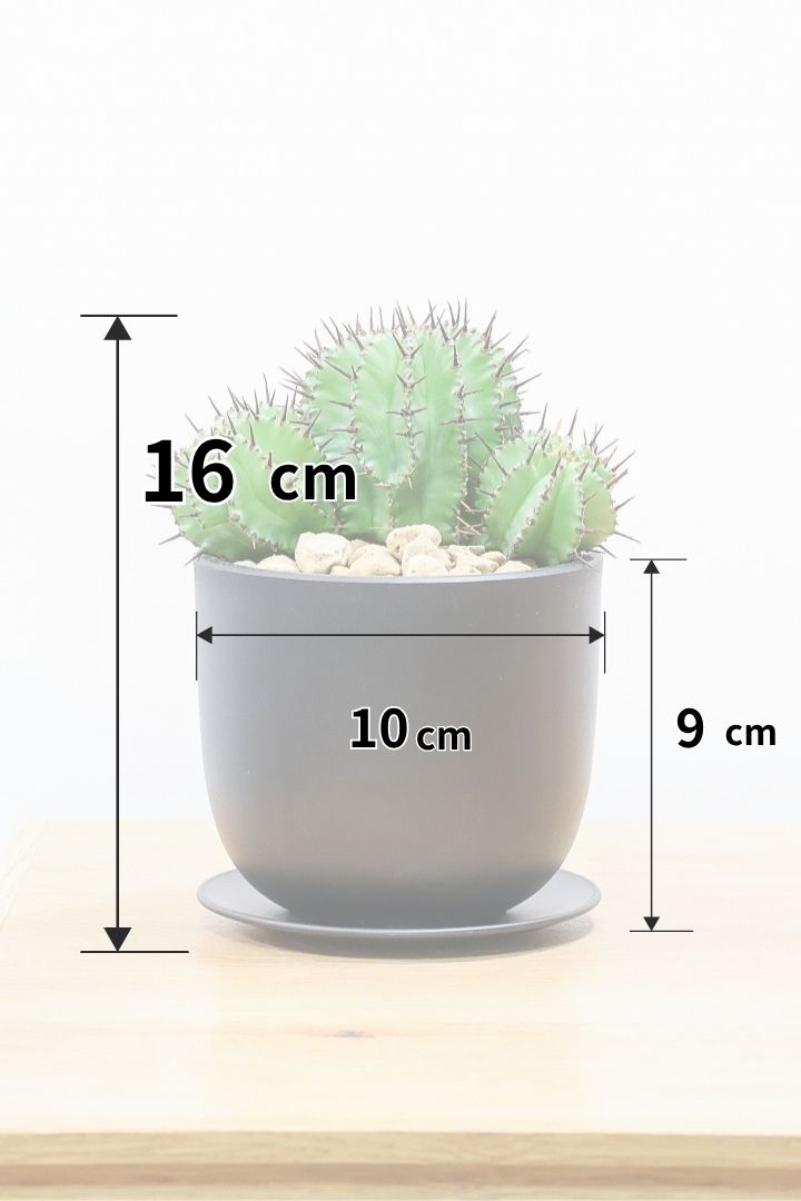 ユーフォルビア ポリゴナPP60734| 観葉植物の通信販売 | APEGO(アペーゴ)