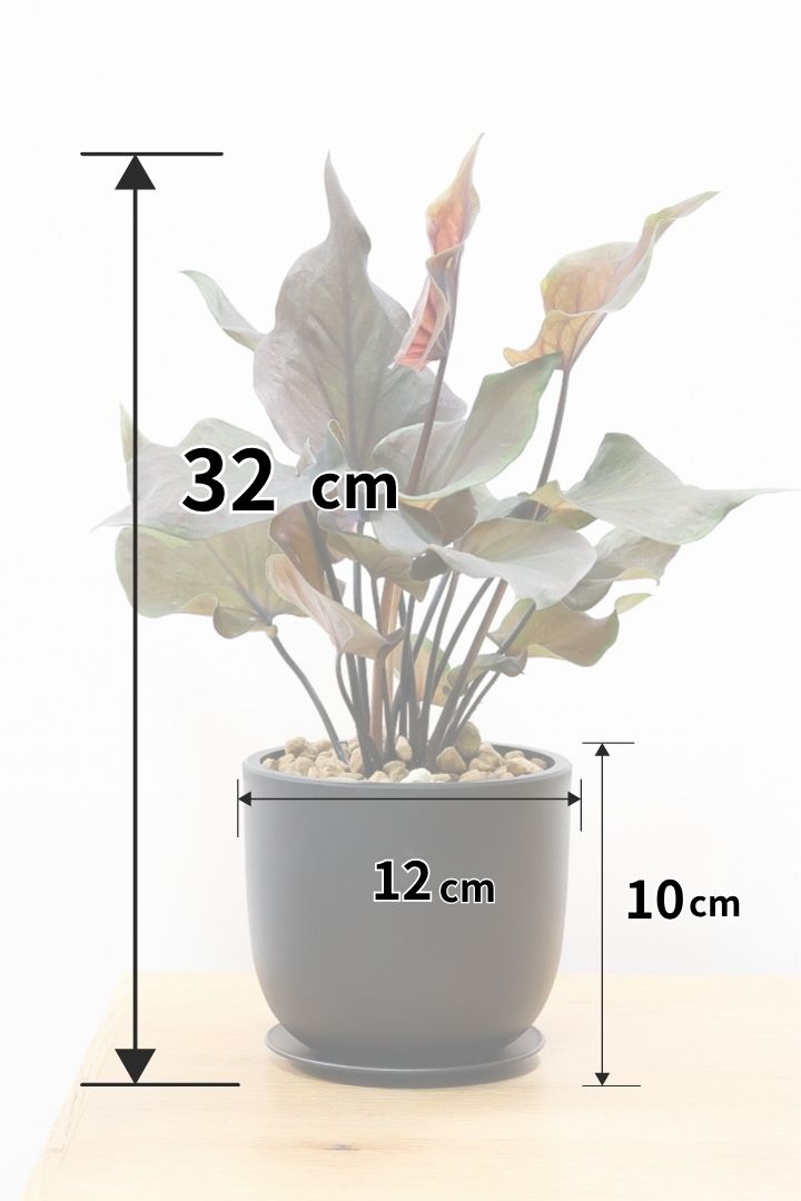 【カラジウム ブラックナイト】ダークな大人の葉色。ボリュームもありますよ！軽量で扱いやすいプラスチックPOTです！