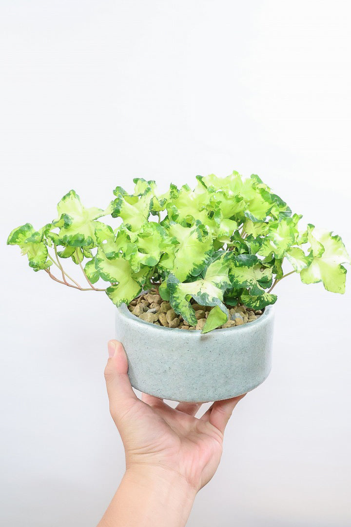 【アイビー ムーンライト】フリフリの可愛い葉♪暑さ寒さにとても強く丈夫な観葉植物です！