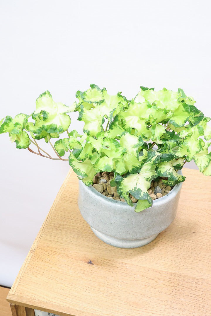 【アイビー ムーンライト】フリフリの可愛い葉♪暑さ寒さにとても強く丈夫な観葉植物です！