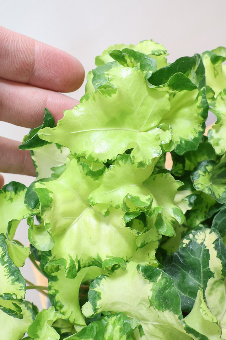 【アイビー ムーンライト】フリフリの可愛い葉♪暑さ寒さにとても強く丈夫な観葉植物です！