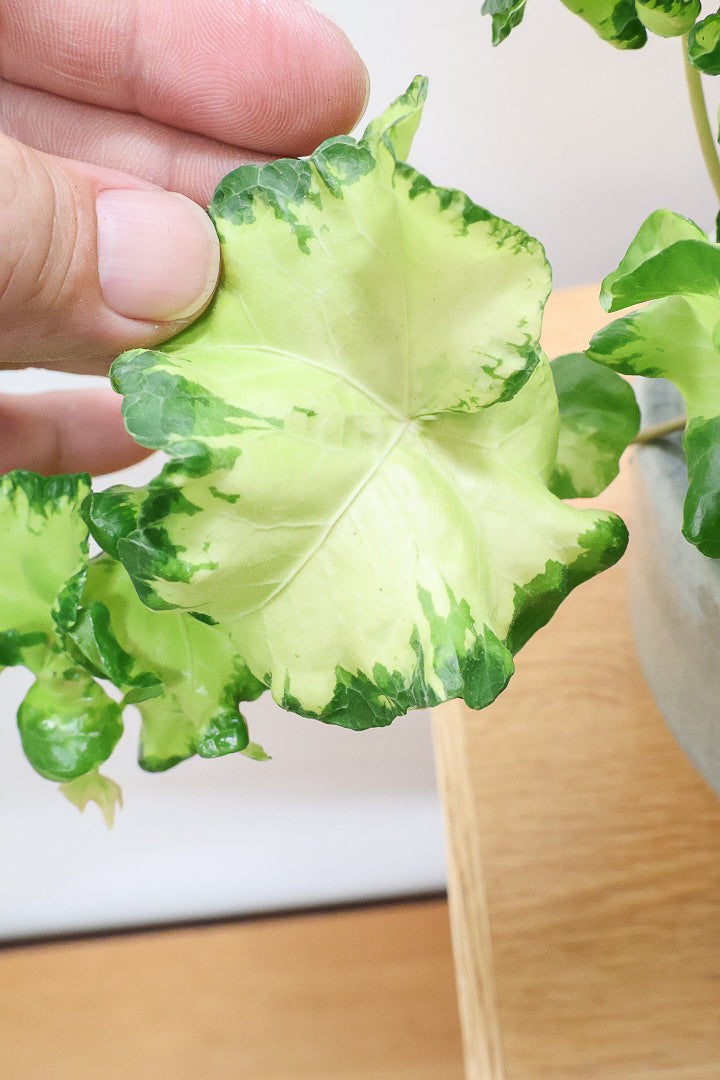 【アイビー ムーンライト】フリフリの可愛い葉♪暑さ寒さにとても強く丈夫な観葉植物です！