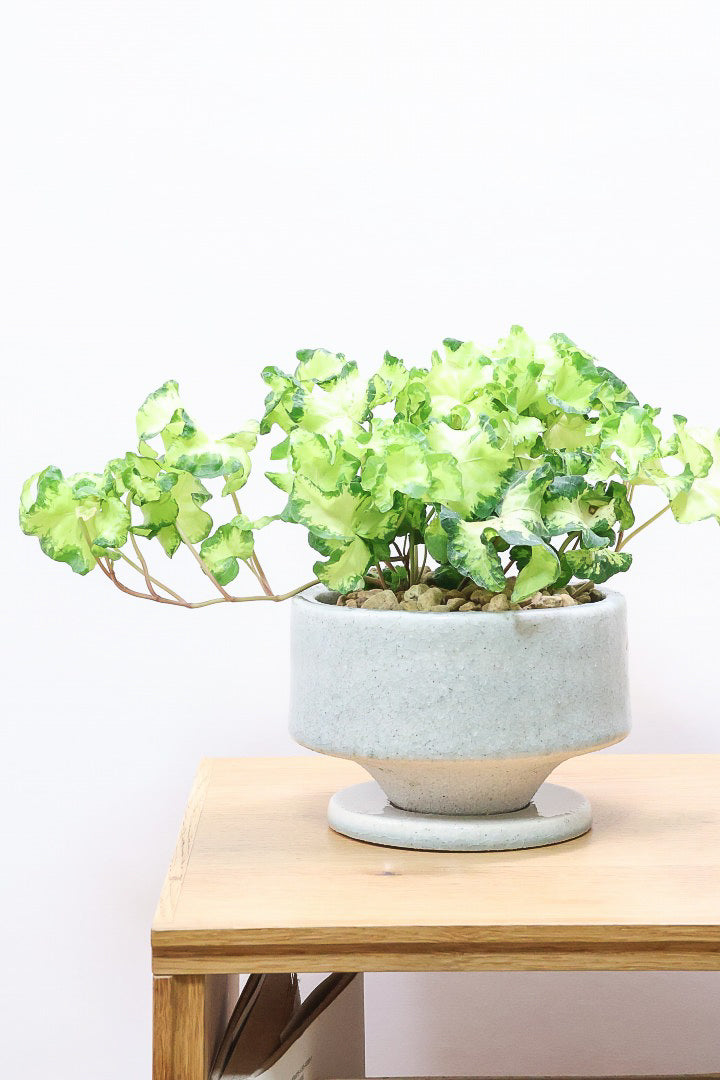 【アイビー ムーンライト】フリフリの可愛い葉♪暑さ寒さにとても強く丈夫な観葉植物です！